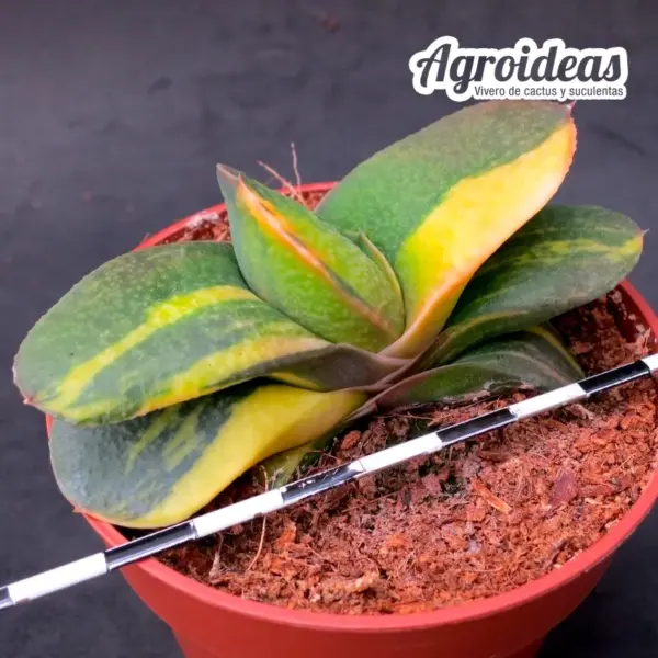 Gasteria armstrongii "variegata" - Imagen 2