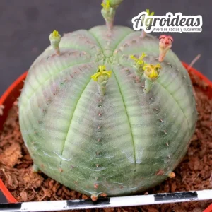 Euphorbia obesa "Hembra"