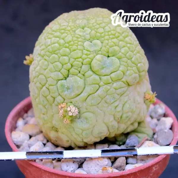 Pseudolithos migiurtinus - Imagen 2