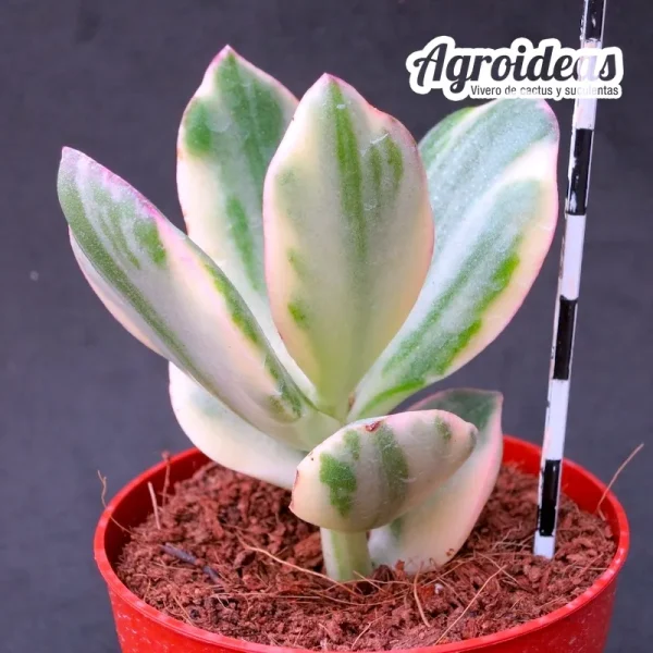 Crassula ovata "variegata" - Imagen 2