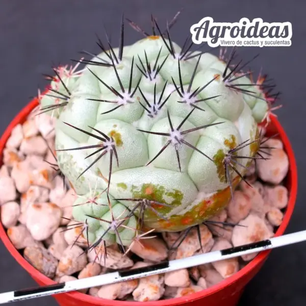 Ortegocactus macdougallii
