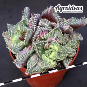 Faucaria «Super Warty» M-8,5 cm