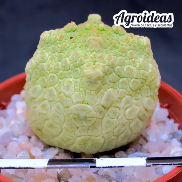 Pseudolithos cubiformis - Imagen 2