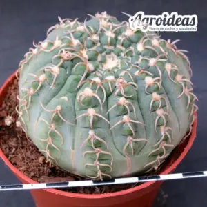 Gymnocalycium X triacanthum fr. tortuosa «Ex. Agroideas» Ejemplar MØ-11cm