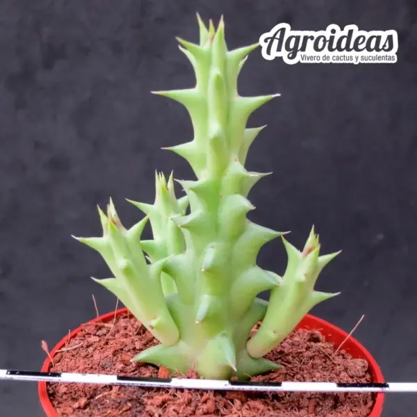 Huerorbea "Gecko's Tail" - Imagen 2