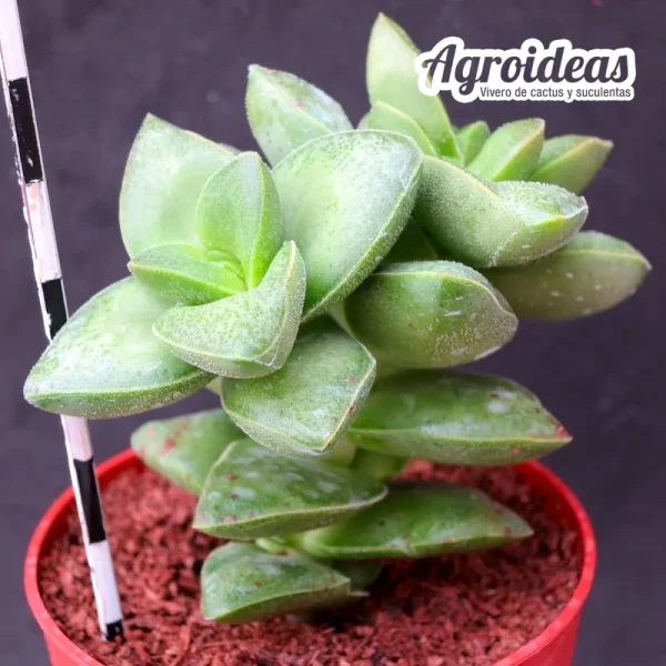 Crassula "Spring time" - Imagen 2