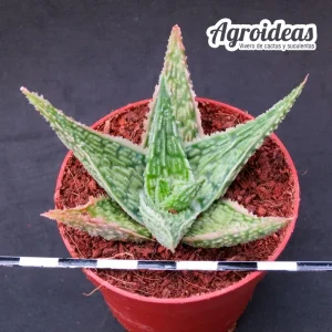 Aloe "Sugar crystal" TCT Tailandia