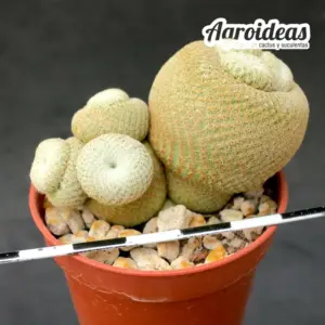 Epithelantha bookei "Selección"