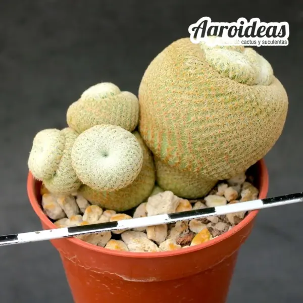 Epithelantha bookei "Selección"