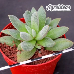 Crassula tecta