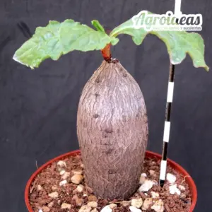 Oxygonum stuhlmannii
