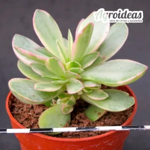 Crassula "Money Maker"