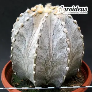 Astrophytum capricorne var. niveum "Ejemplar" TØ-17cm