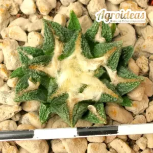 Ariocarpus X kotschoubeyanus