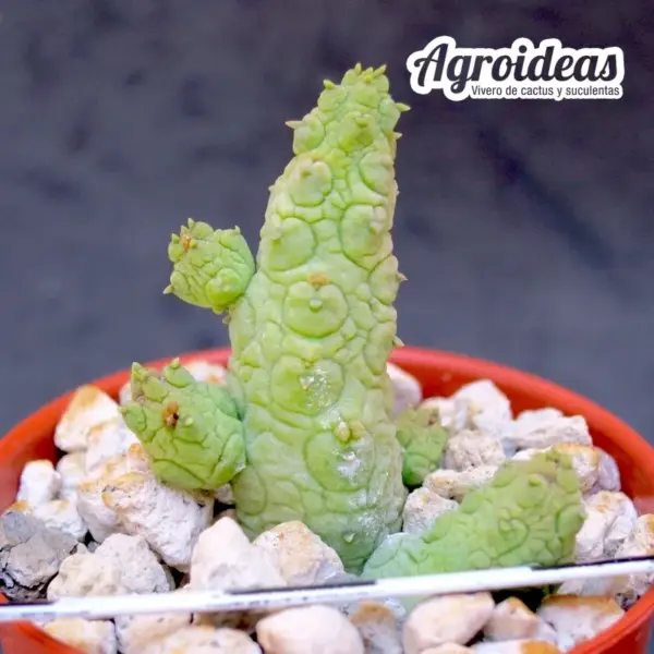 Stapelianthus madagascariensi x Pseudolithos caput-viperae - Imagen 2
