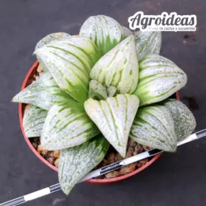 Haworthia X picta