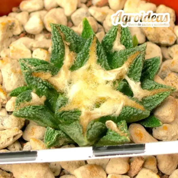 Ariocarpus X kotschoubeyanus - Imagen 2