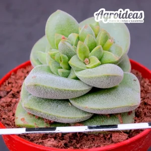Crassula X "Minerva"