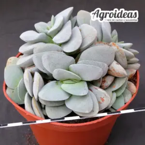 Crassula "Morgan´s beauty" Ejemplar MØ-11cm