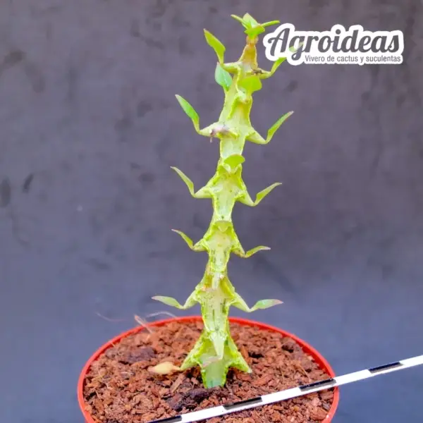 Ceropegia simoneae "green form" - Imagen 2