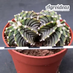 Gymnocalycium friedrichii lB2178 «Aguadulce» Bicéfalo