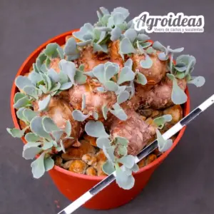 Othonna cacalioides "ejemplar"