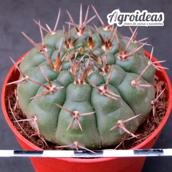 Gymnocalycium bodenbenderianum - Imagen 2