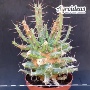 Euphorbia xylacantha "Ejemplar 20 años"