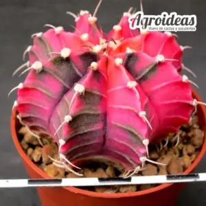 Gymnocalycium X mihanowichii "Variegata"