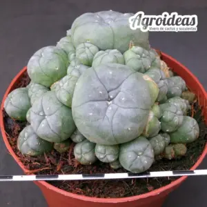 Lophophora williamsii «fr. caespitosa» Ejemplar MØ-11cm