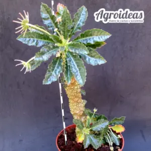 Dorstenia BL 751 "Gran Ejemplar"