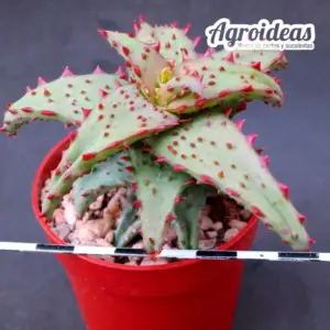 Aloe castilloniae "Red Thorns Selection"