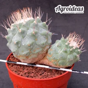 Strombocactus disciformis «bicéfalo» Selección
