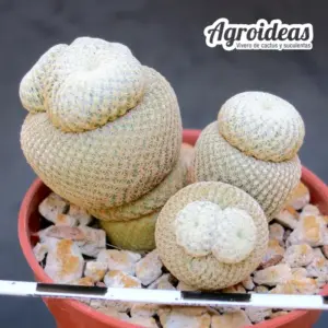Epithelantha bookei «Selección»