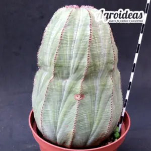 Euphorbia obesa "Hembra" Gran Ejemplar 10 años
