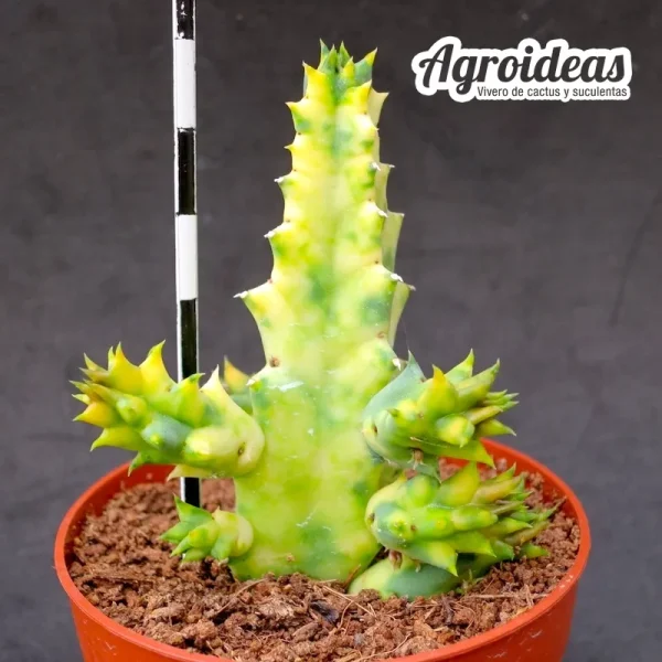 Huernia zebrina "variegata" - Imagen 2