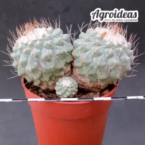 Strombocactus disciformis "policéfalo selección"