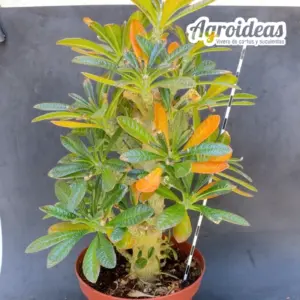 Dorstenia gigas "Gran Ejemplar"