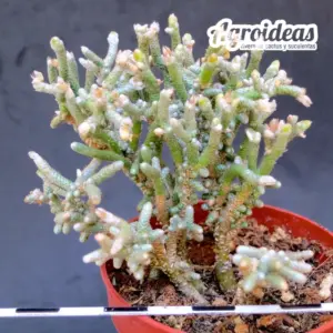 Avonia mallei