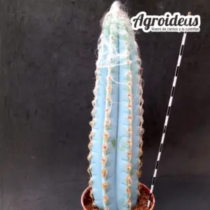 Pilosocereus glaucescens "Ejemplar"