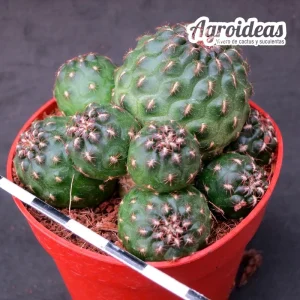 Sulcorebutia steinbachii "Clon 2"