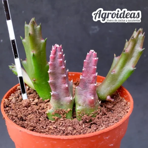 Stapelia schinzii var. schinzii - Imagen 2