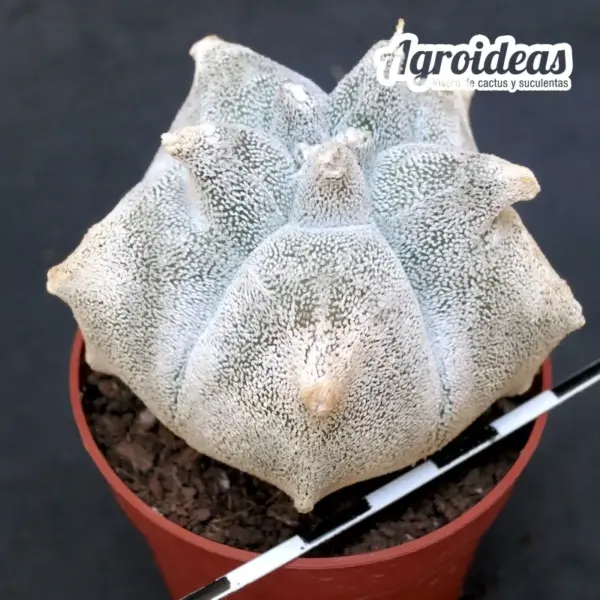 Astrophytum coahuilense «Kikko» - Imagen 2