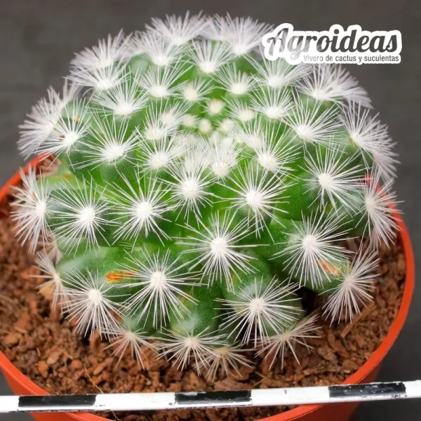 Mammillaria candida - Imagen 2