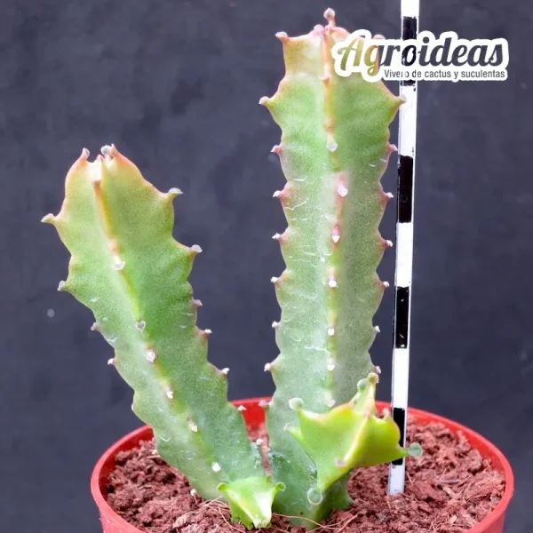 Caralluma diffusa - Imagen 2