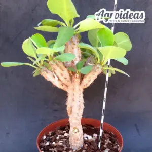 Euphorbia neohumbertii "Gran Ejemplar"