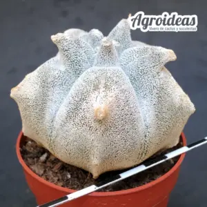 Astrophytum coahuilense «Kikko»