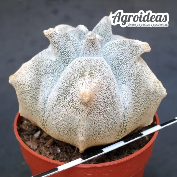 Astrophytum coahuilense «Kikko»