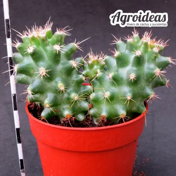 Echinocereus papillosus - Imagen 2