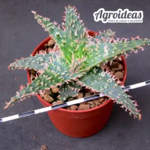 Aloe "TCT" Thai Hybrid